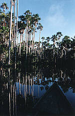 Canoe on Lake Sandoval, 63KB