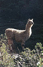 Fuzzy, 64KB