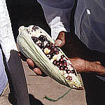Corn, 29KB