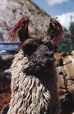 Llama closeup, 62KB