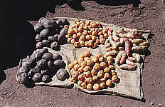 Potatoes, 72KB